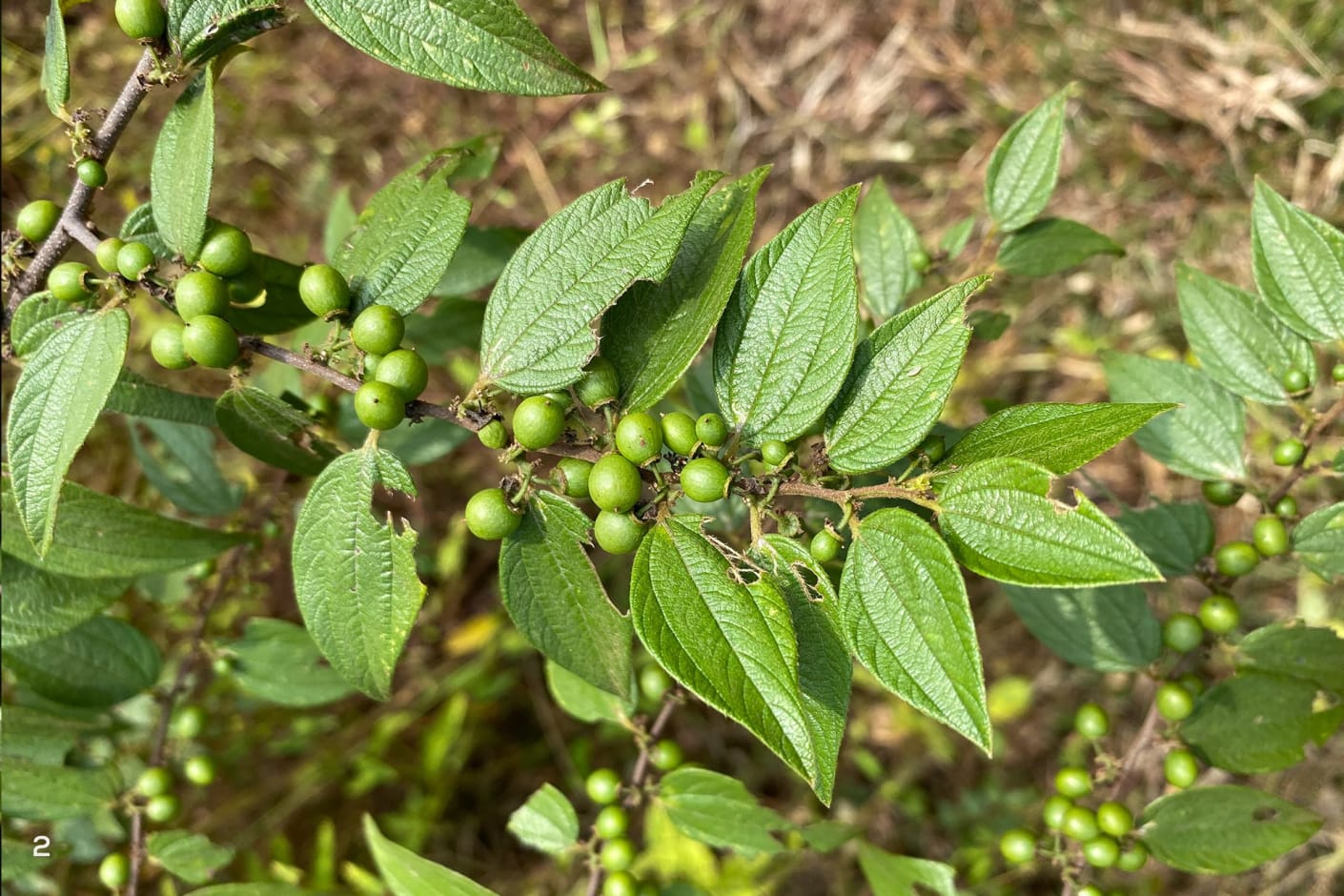 the climbing shrub Ziziphus oenopolia