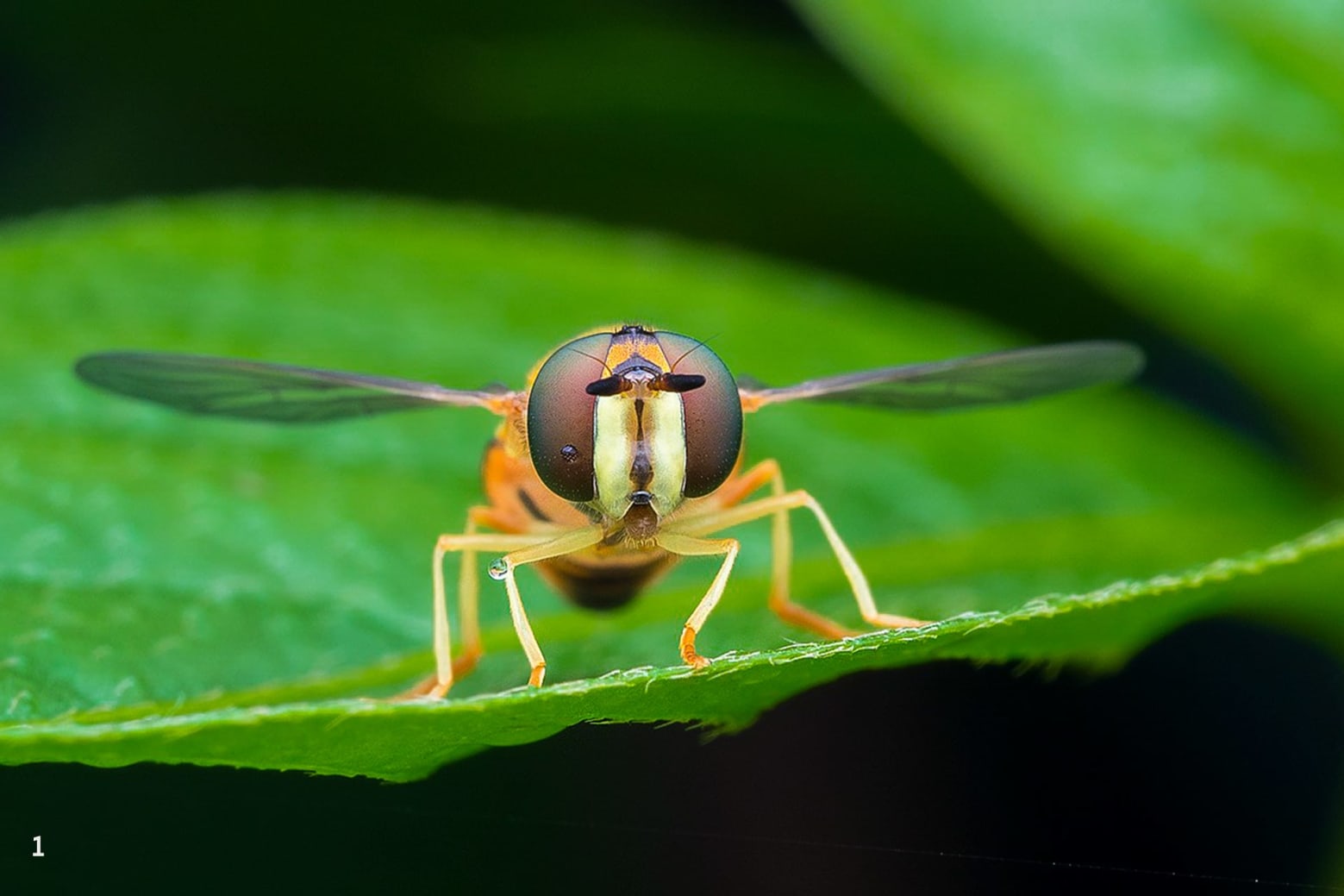 Front view of hoverfly