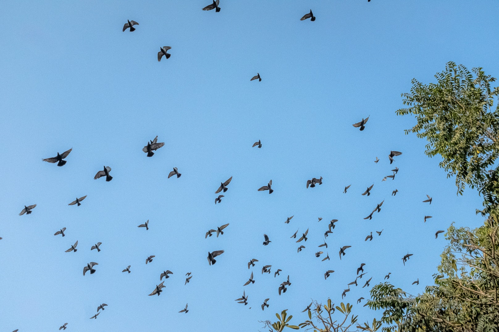 Rock pigeons are social birds that live in flocks