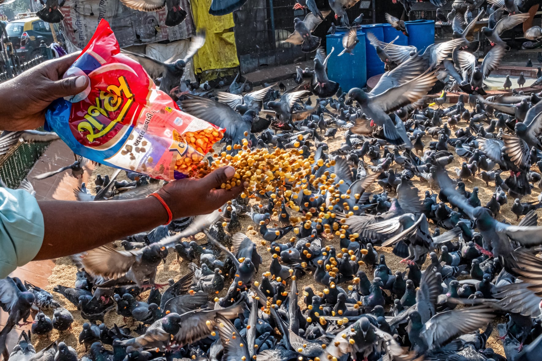 Managing the urban pigeon problem is not just a biological task but a social one, requiring a balance between compassion and the scientific necessity of controlling a population that has become a threat to public health and urban heritage.