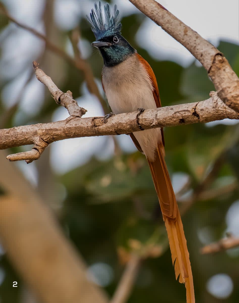 Indian paradise flycatcher