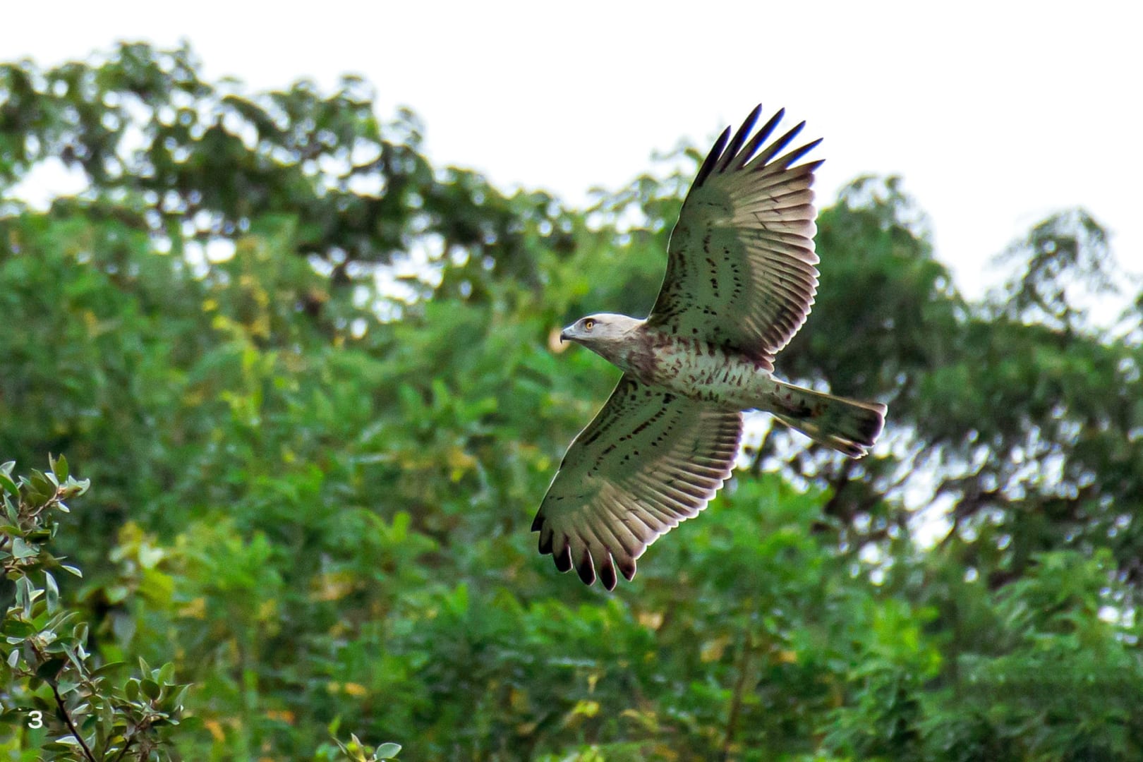 short-toed snake eagle