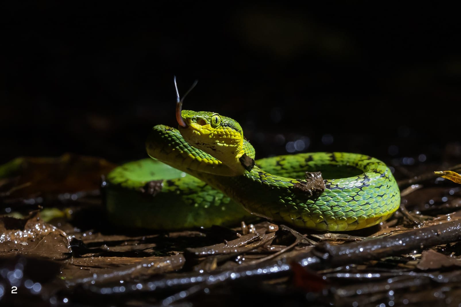 bamboo pit viper 