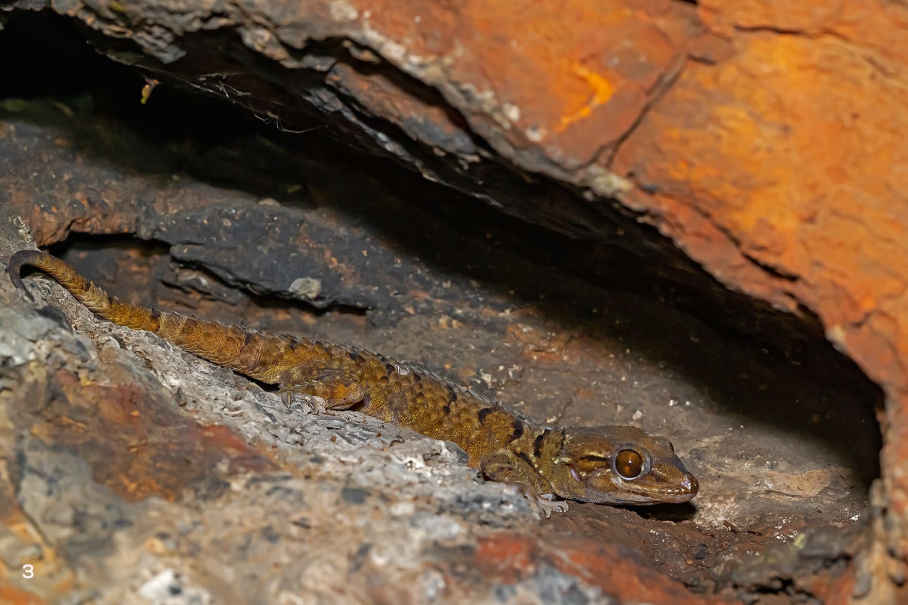 Dutta’s Mahendragiri gecko