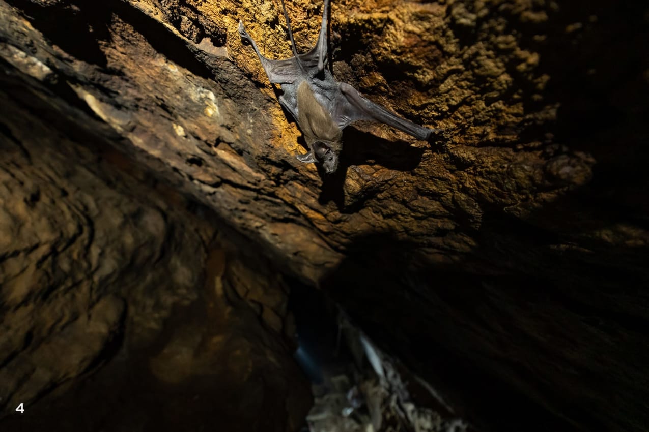  lesser mouse-tailed bat