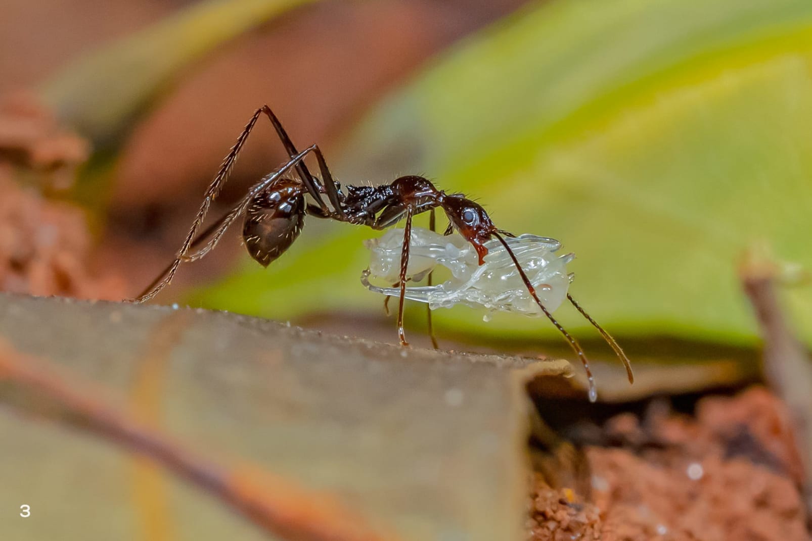 Numerous ant species are also seen in the sanctuary. 