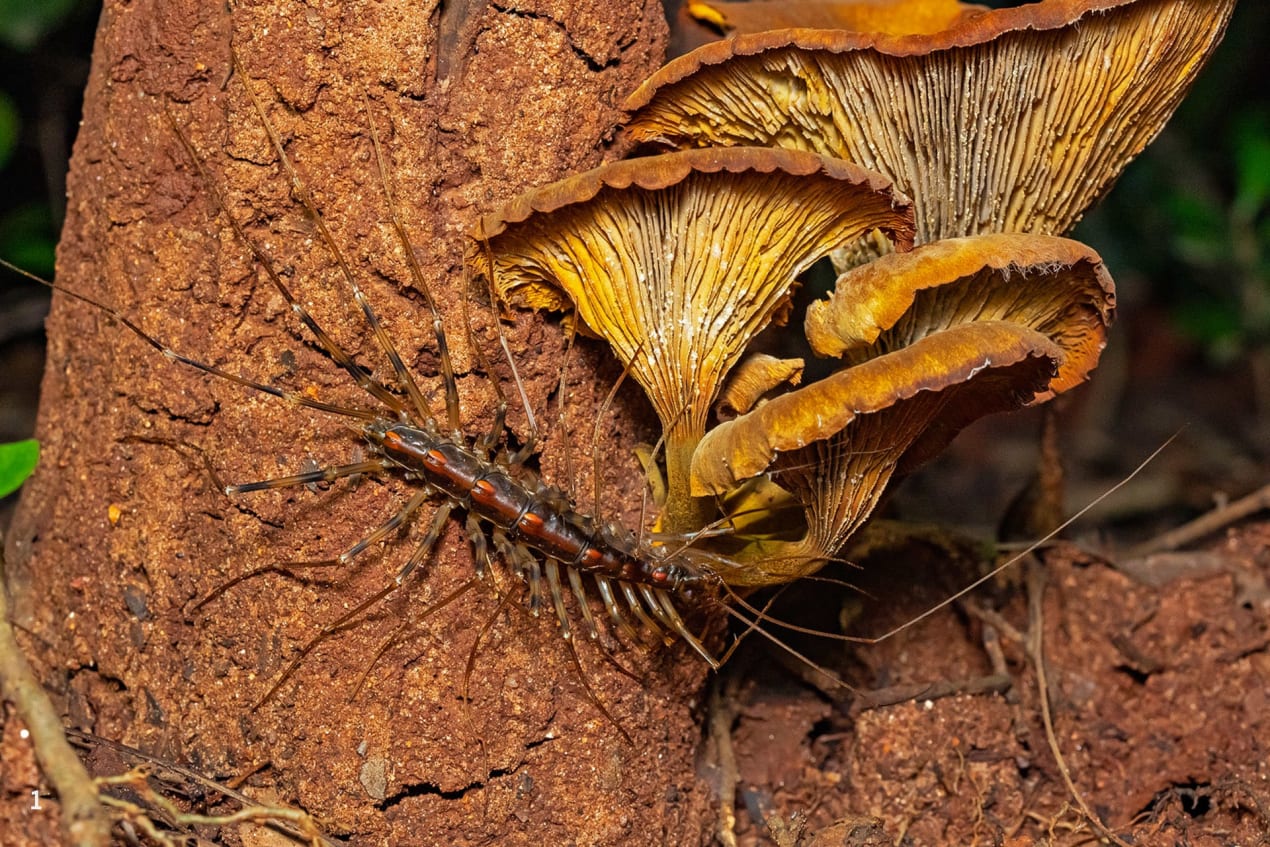 Scutigera, the house centipede, is easily identified by its numerous, long legs