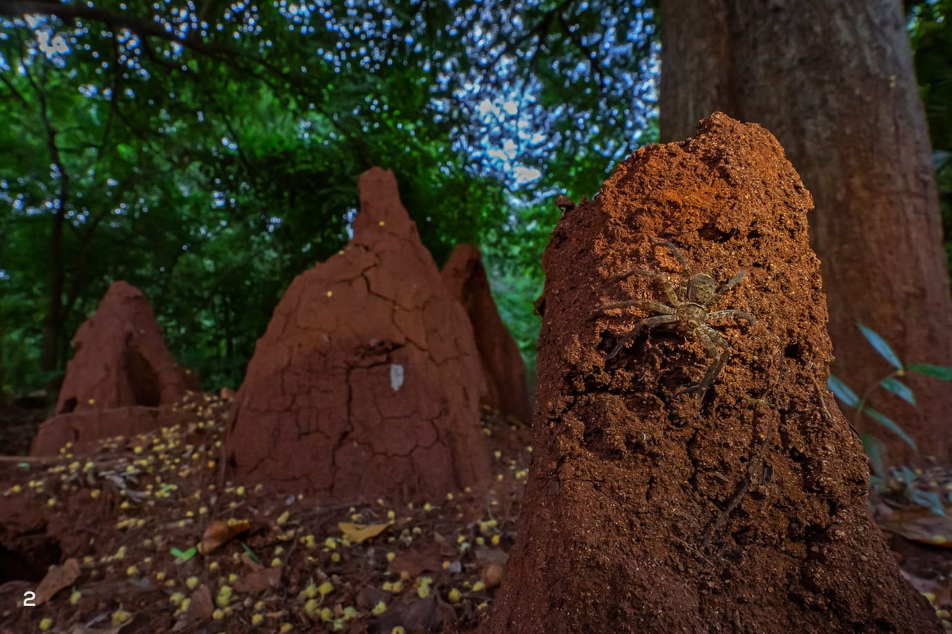 Termite mounds