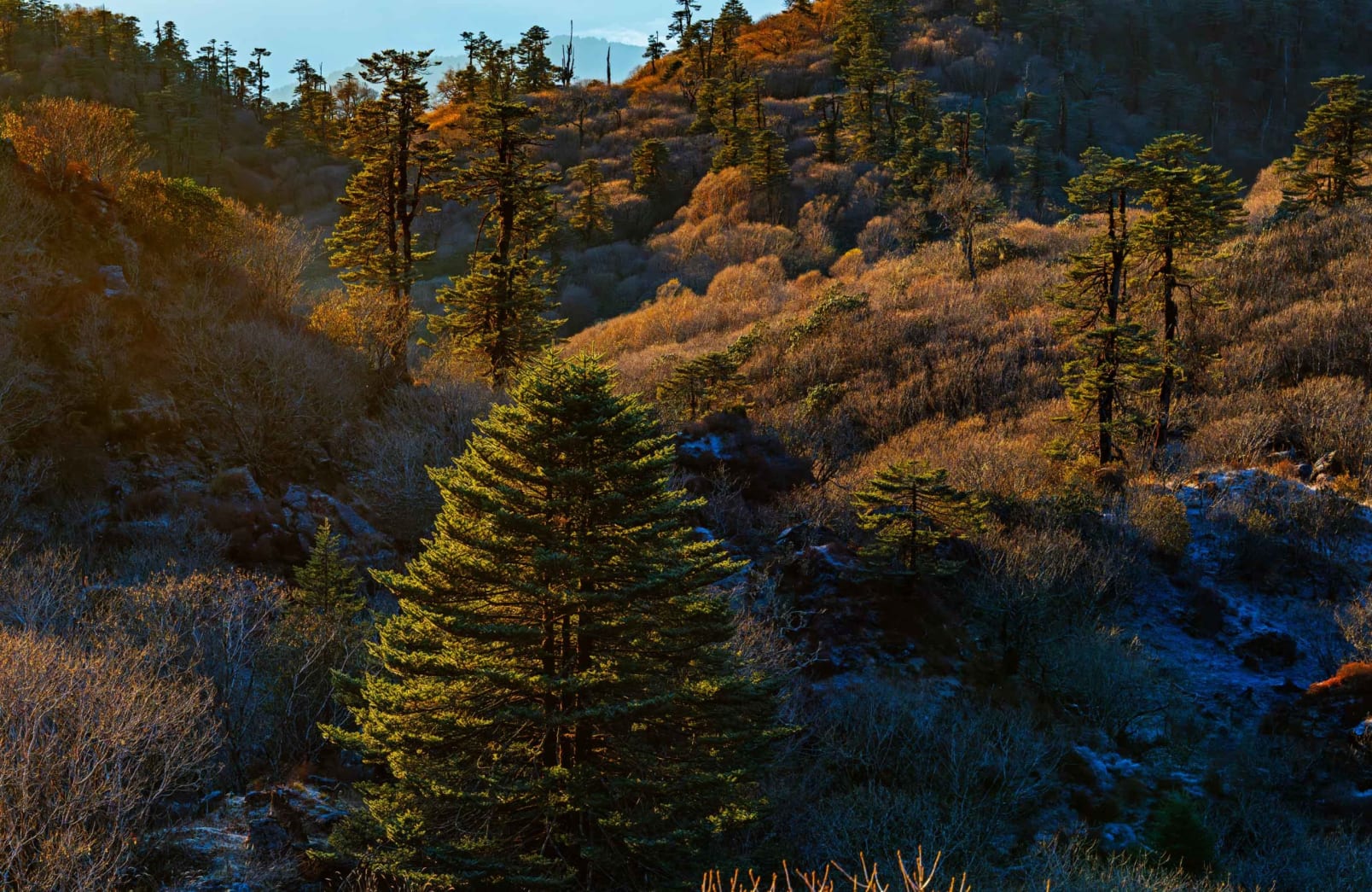 An aerial image of the forests and trees of Pangolakha in Sikkim.