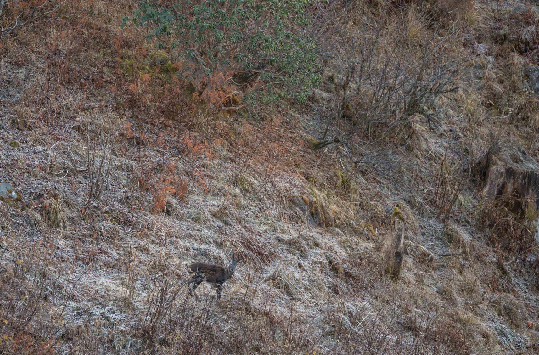 A musk deer almost camouflaged in Pangolakha, Sikkim.