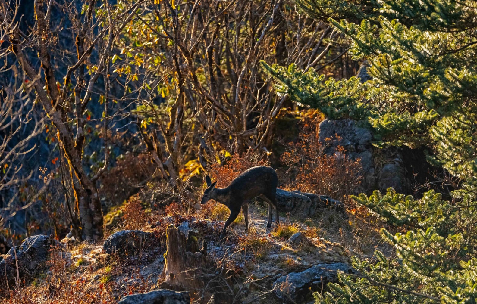 A musk deer in Pangolakha, Sikkim.