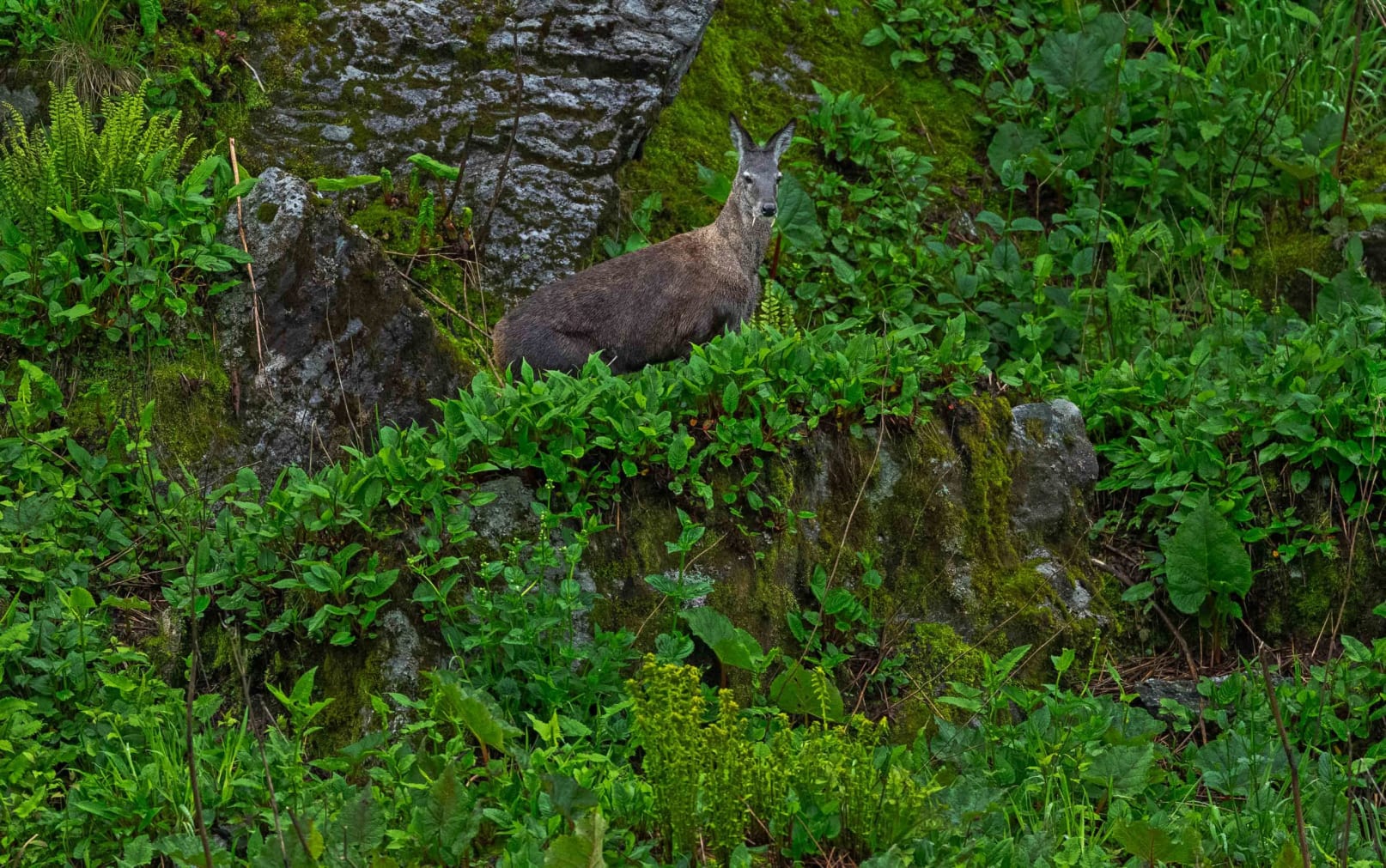 A musk deer in Pangolakha, Sikkim.