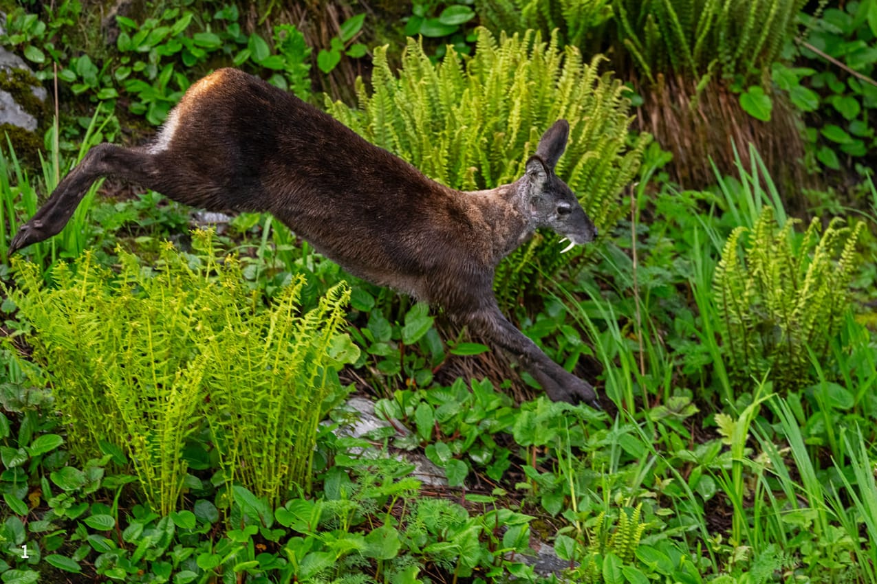 A musk deer running in Pangolakha, Sikkim.