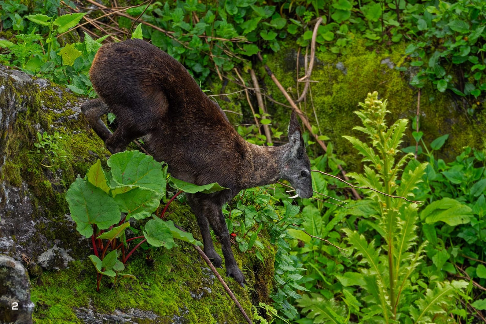 A musk deer running in Pangolakha, Sikkim.