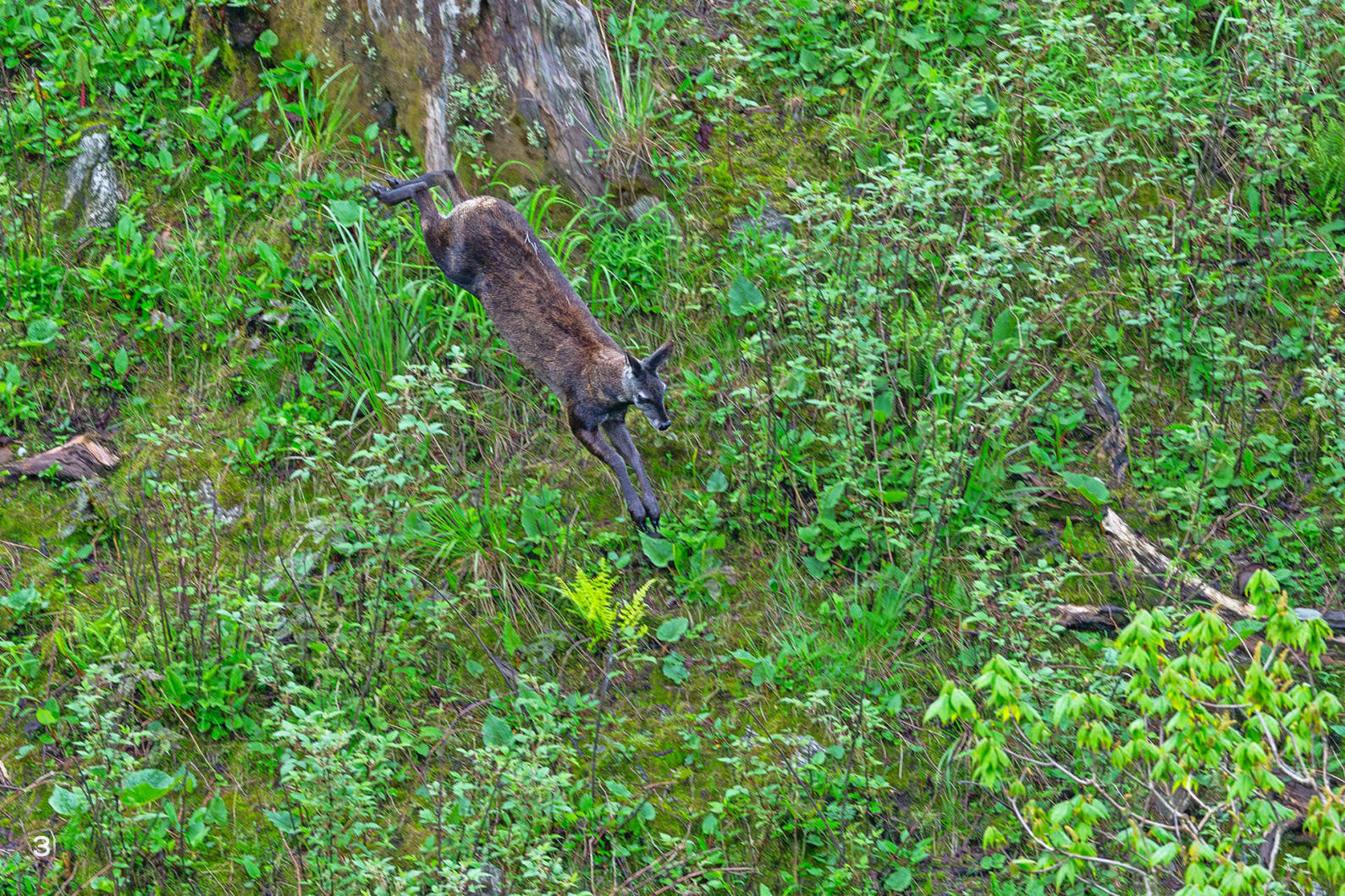 A musk deer running in Pangolakha, Sikkim.