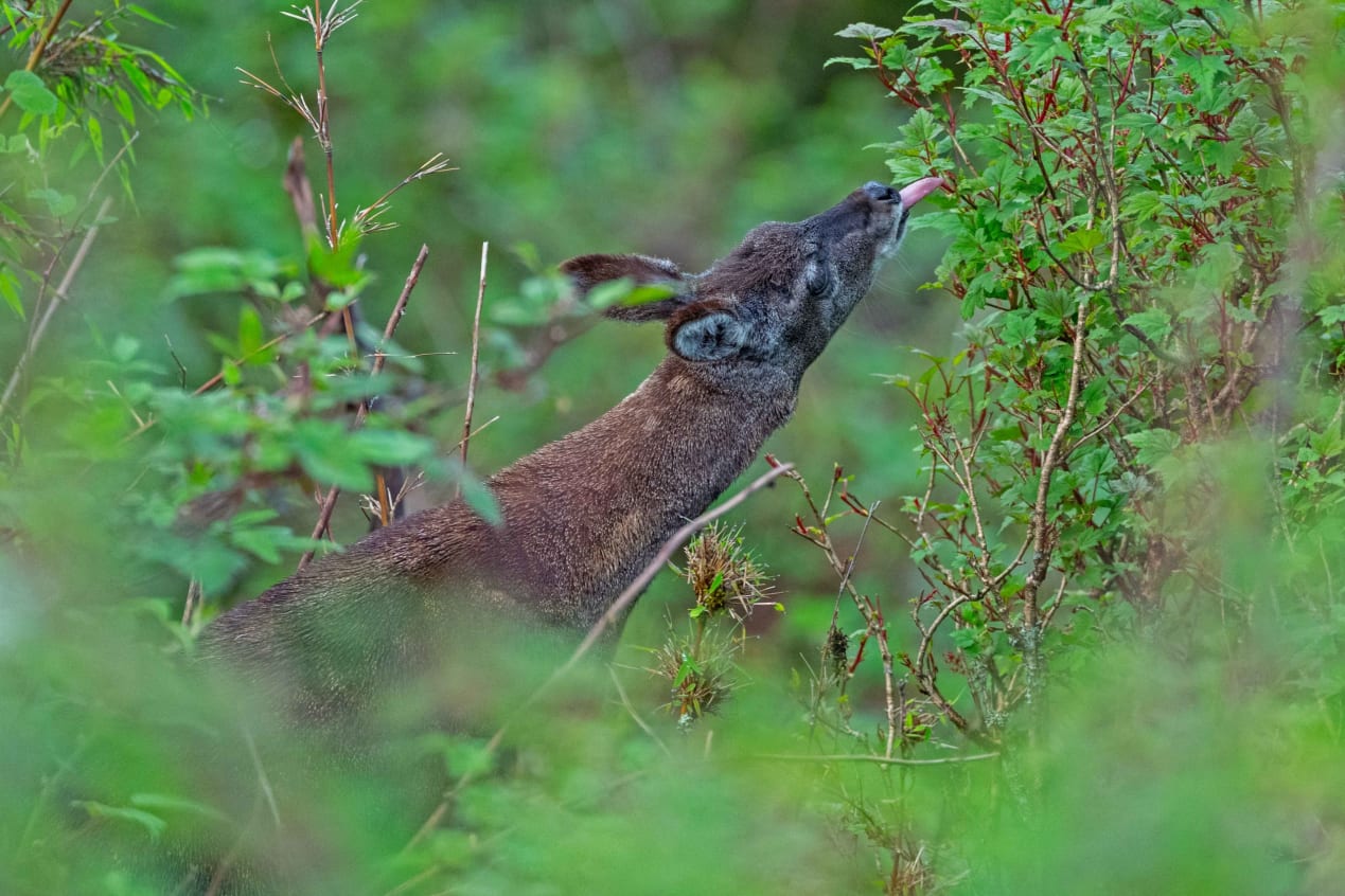 A musk deer eating in Pangolakha, Sikkim.