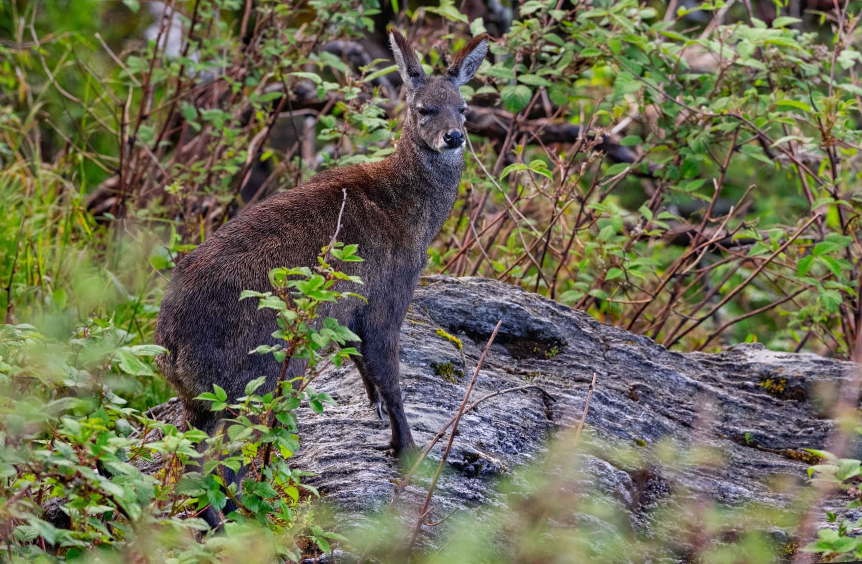 A musk deer in Pangolakha, Sikkim.