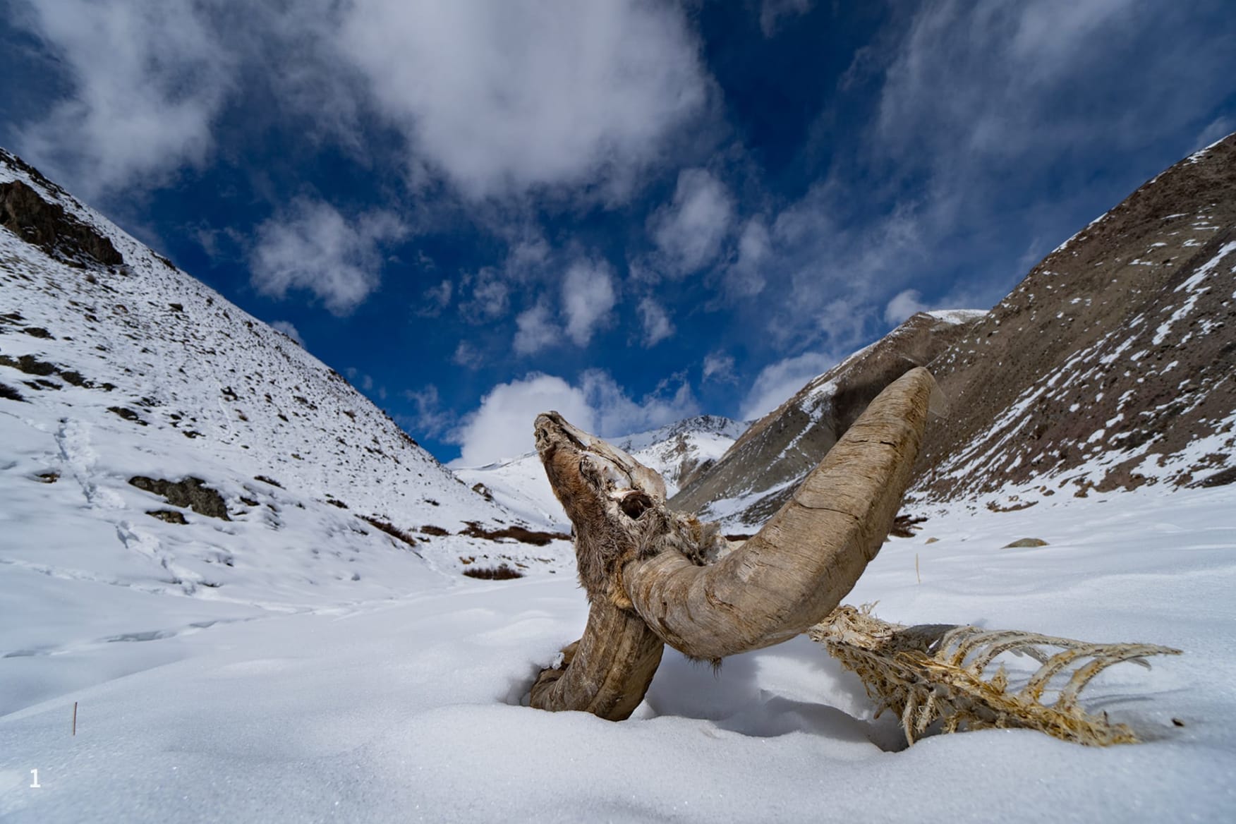 Dead animal in snow, Ladakh