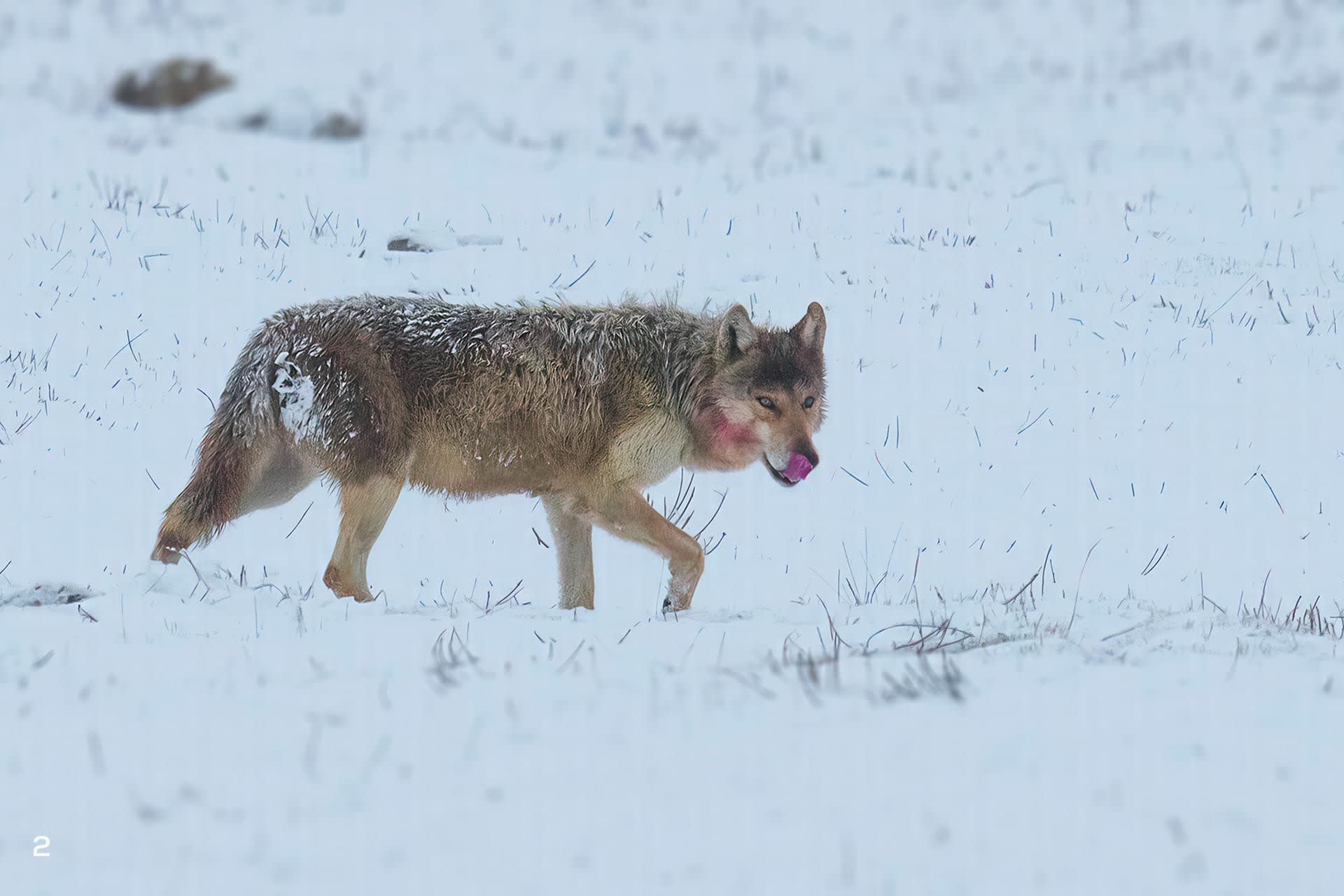 Tibetan wolf in snow, Ladakh