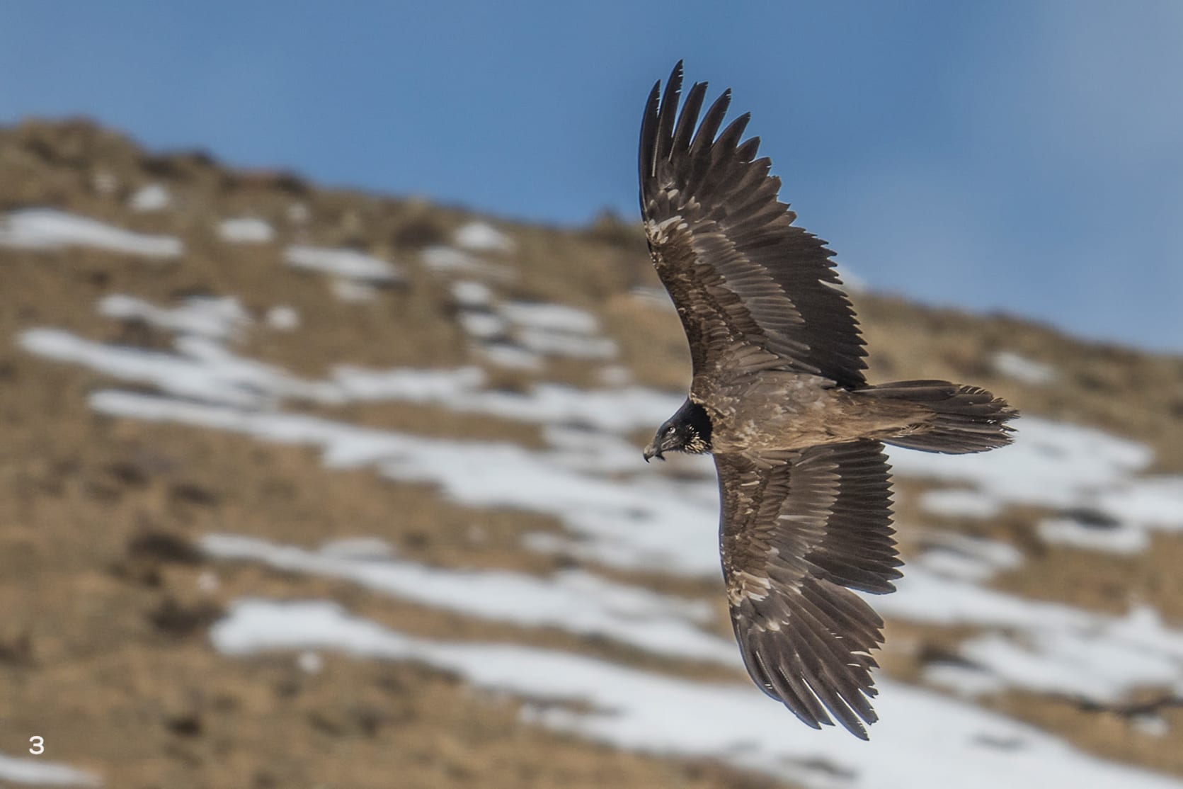 Bearded vulture flying in Ladakh