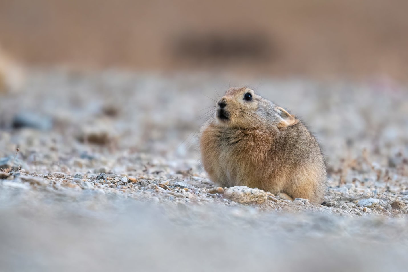 Pika in Ladakh