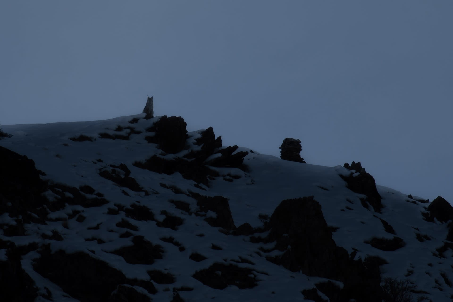 Silhouette of lynx in snow, Ladakh