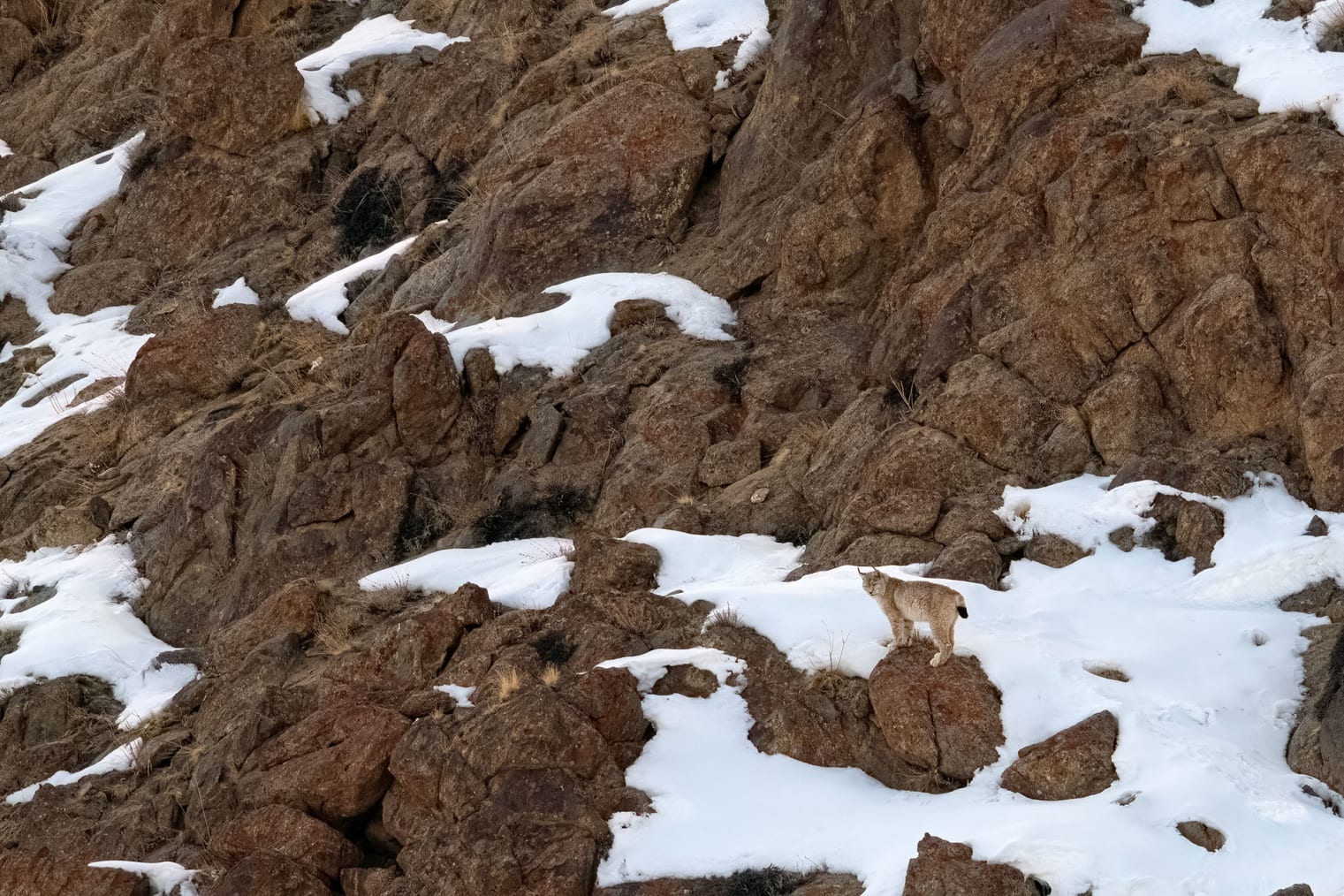 Lynx in snow, Ladakh