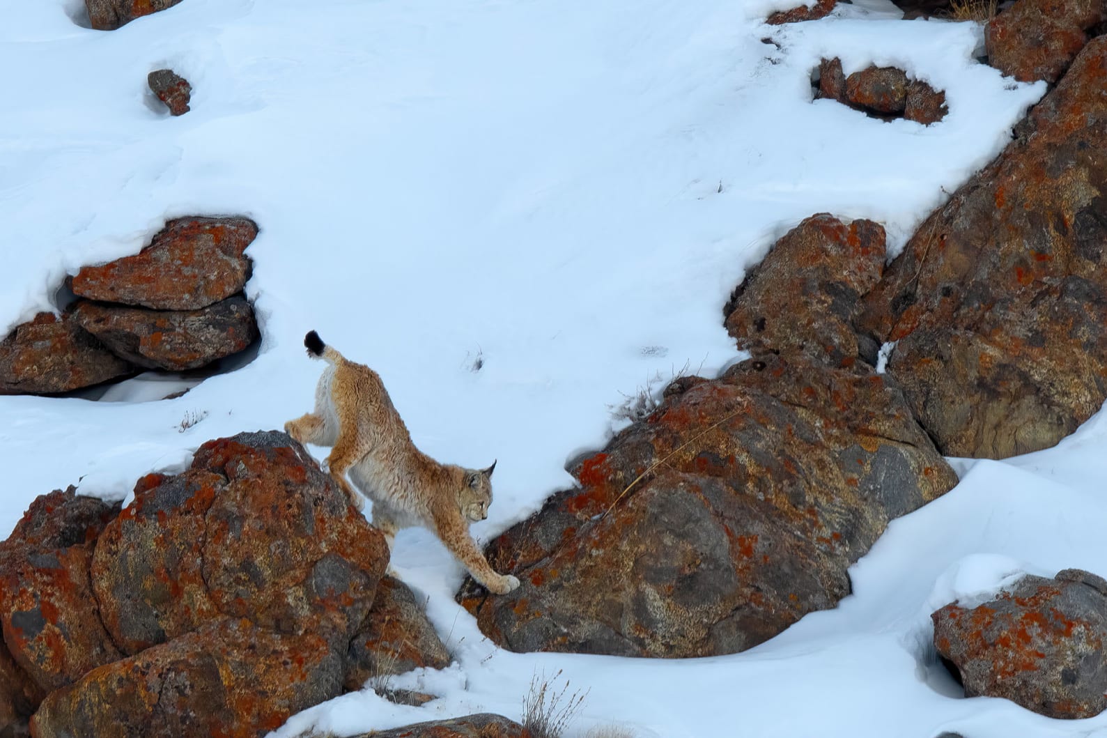 Lynx in snow, Ladakh