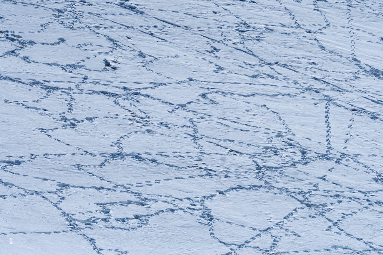 Woolly hare tracks on snow, Ladakh