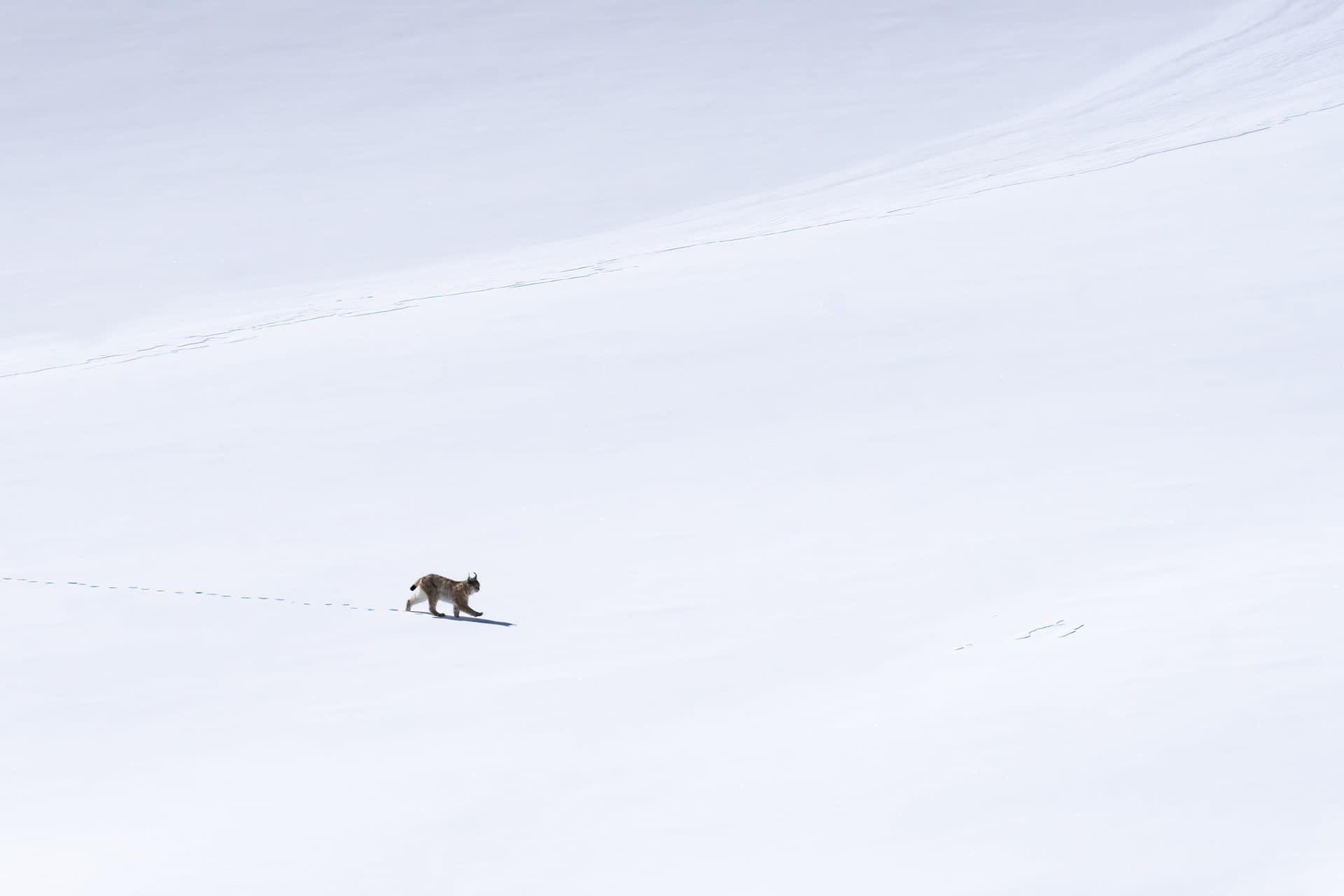 Lynx walking on snow, Ladakh