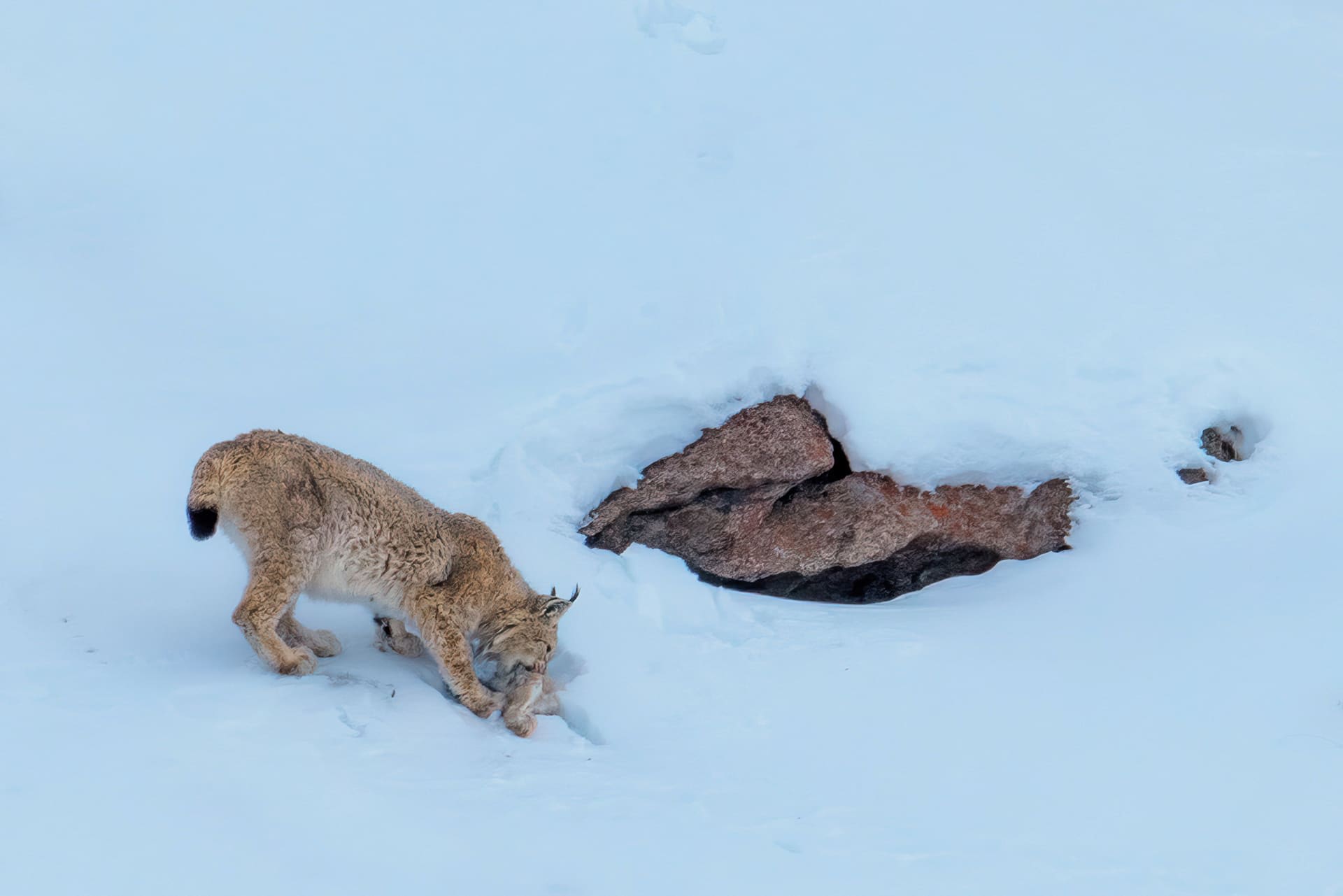 Lynx feeding on snow, Ladakh
