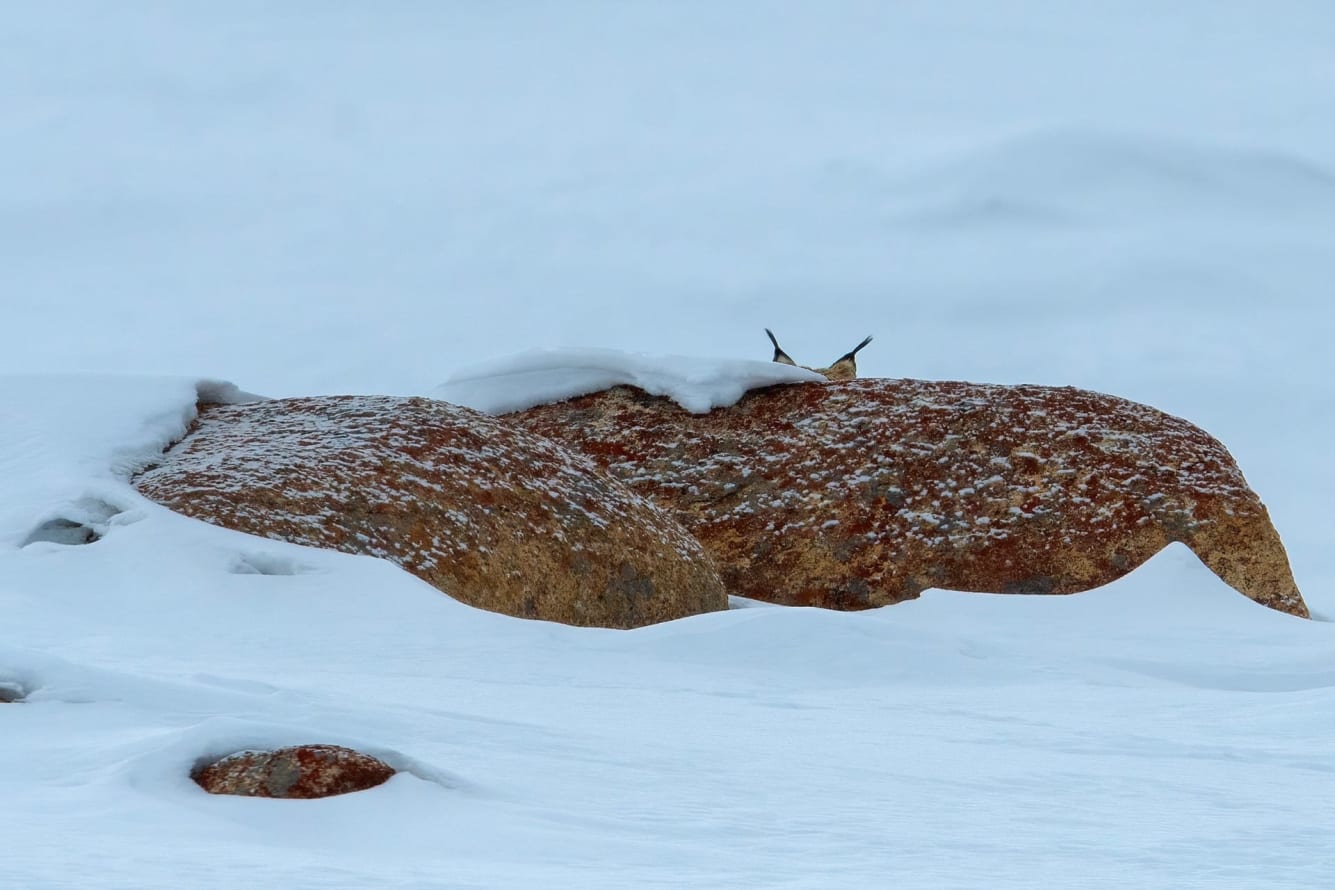 Lynx on snow, Ladakh