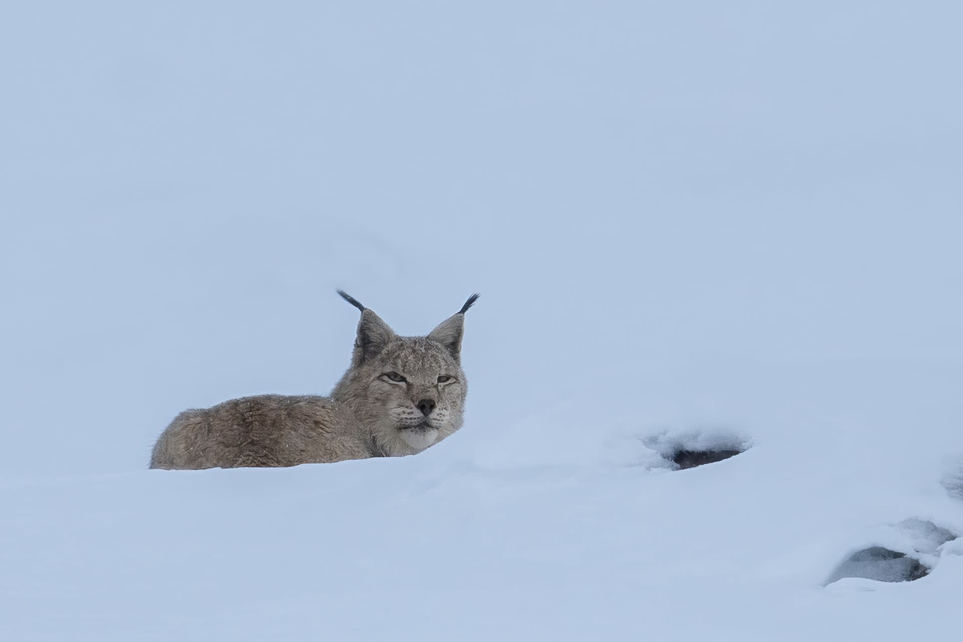 Lynx sitting on snow, Ladakh