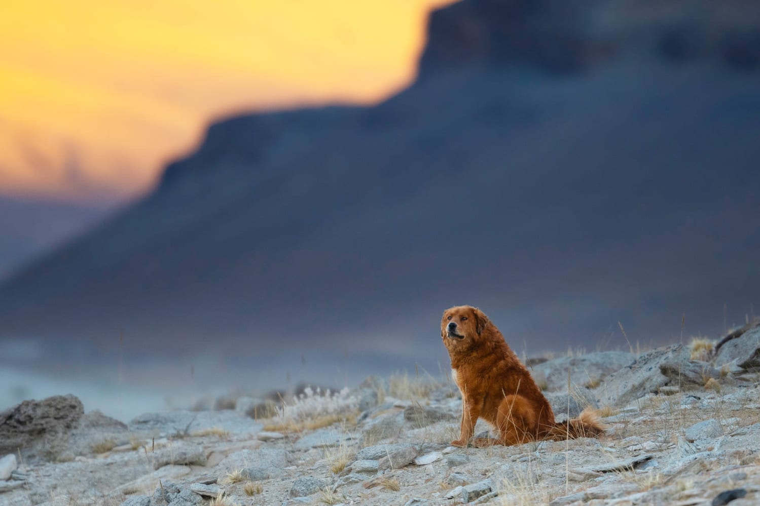 Free-ranging dog or feral dog in Ladakh
