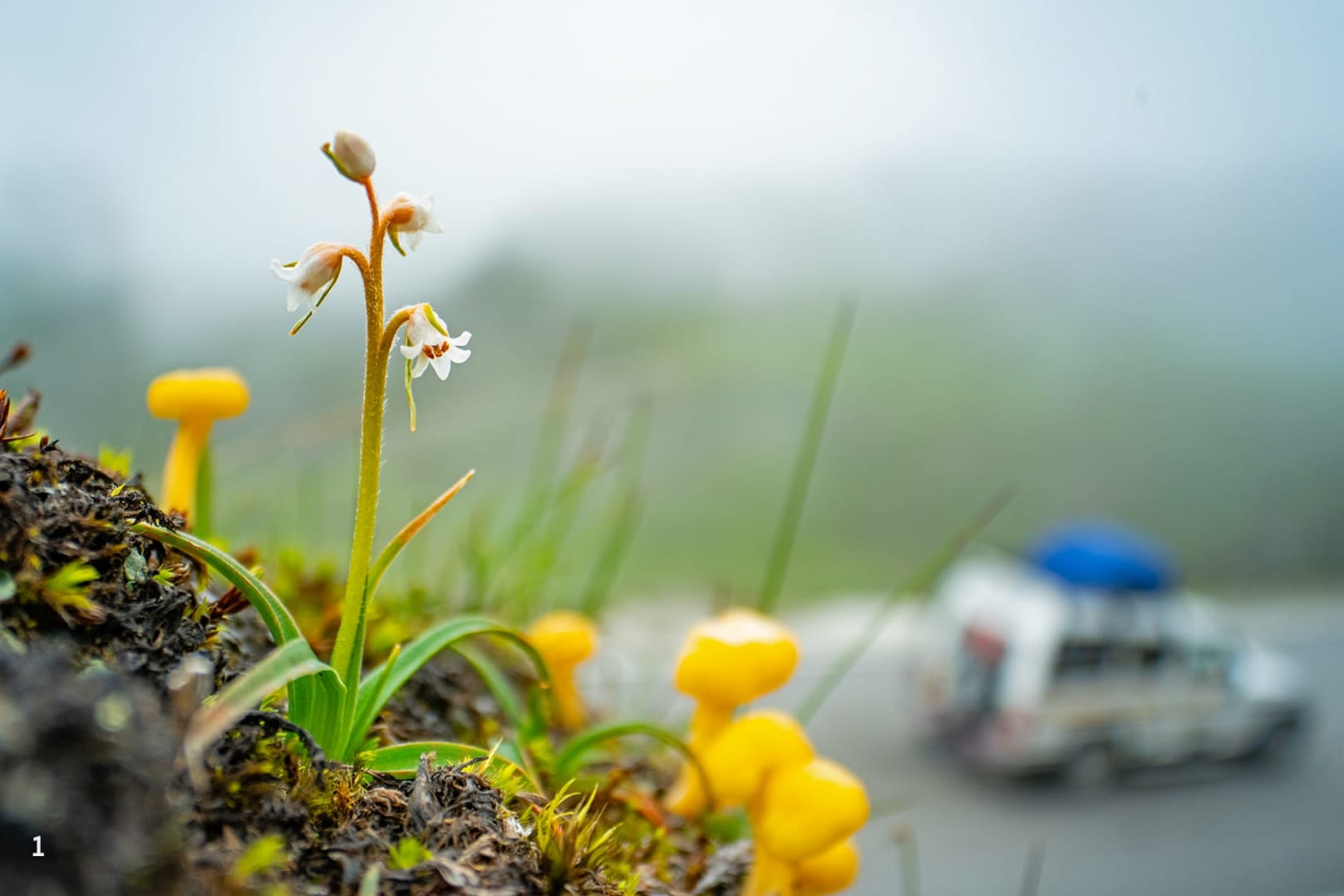 The monsoon transforms the route into a lush corridor studded with brief, brilliant blooms.