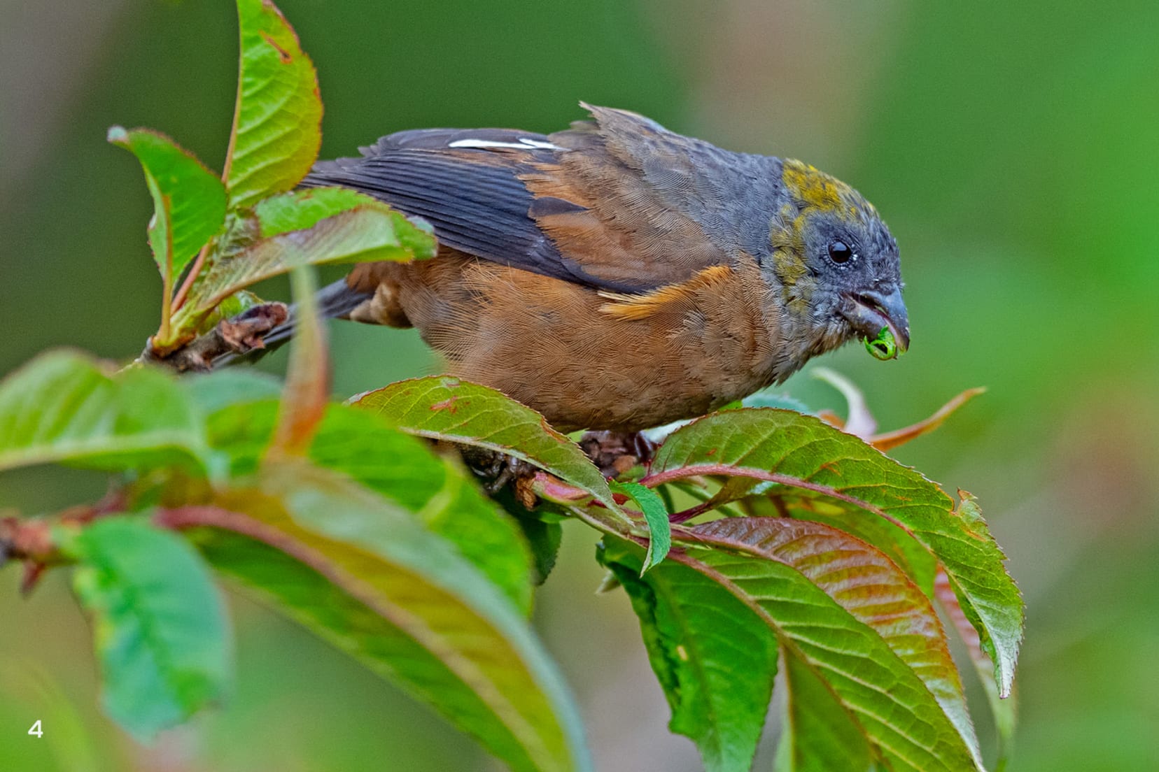 Golden-naped finch in Pangolakha, Sikkim