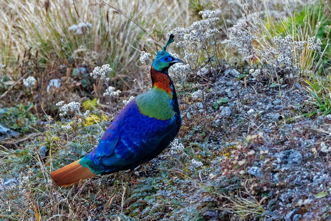 Himalayan monal male in Pangolakha, Sikkim