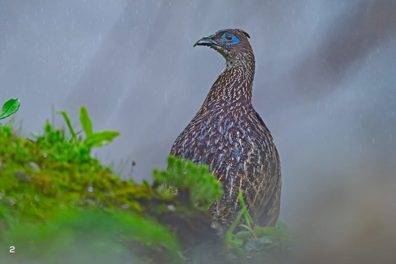 Himalayan monal female in Pangolakha, Sikkim