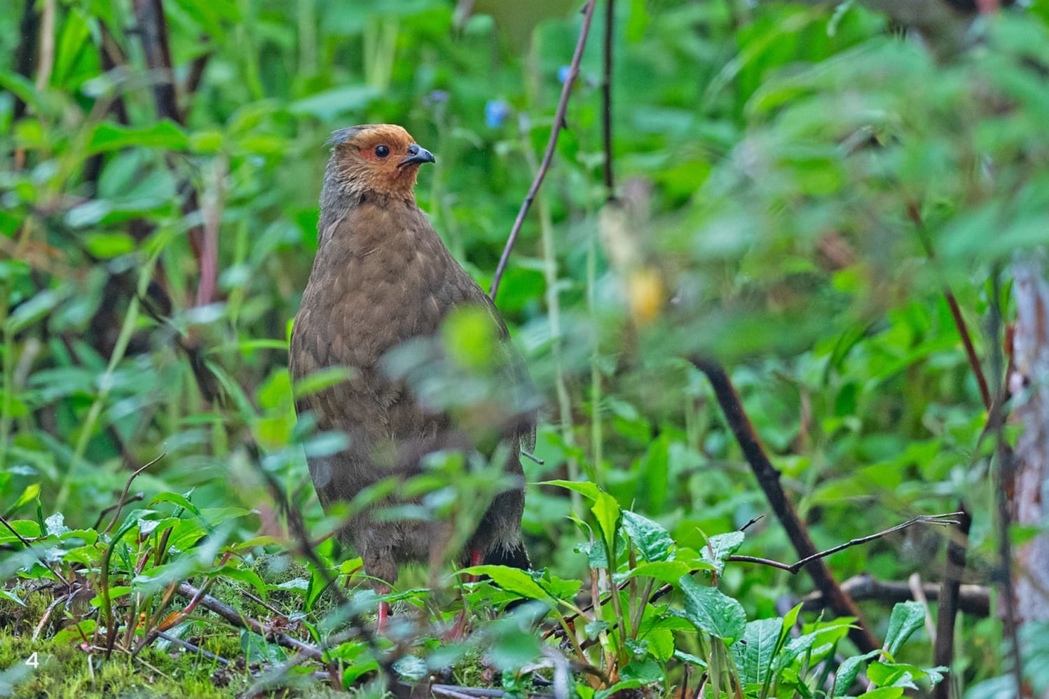 Blood pheasant female in Pangolakha, Sikkim