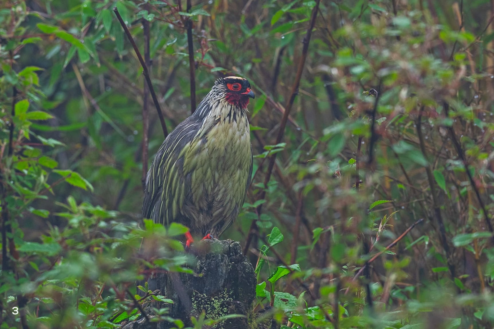 Blood pheasant male in Pangolakha, Sikkim