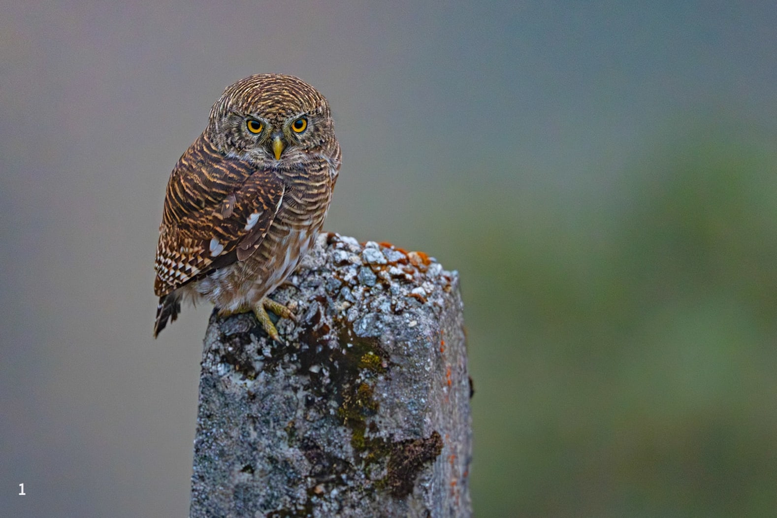 Asian barred owlet in Pangolakha, Sikkim