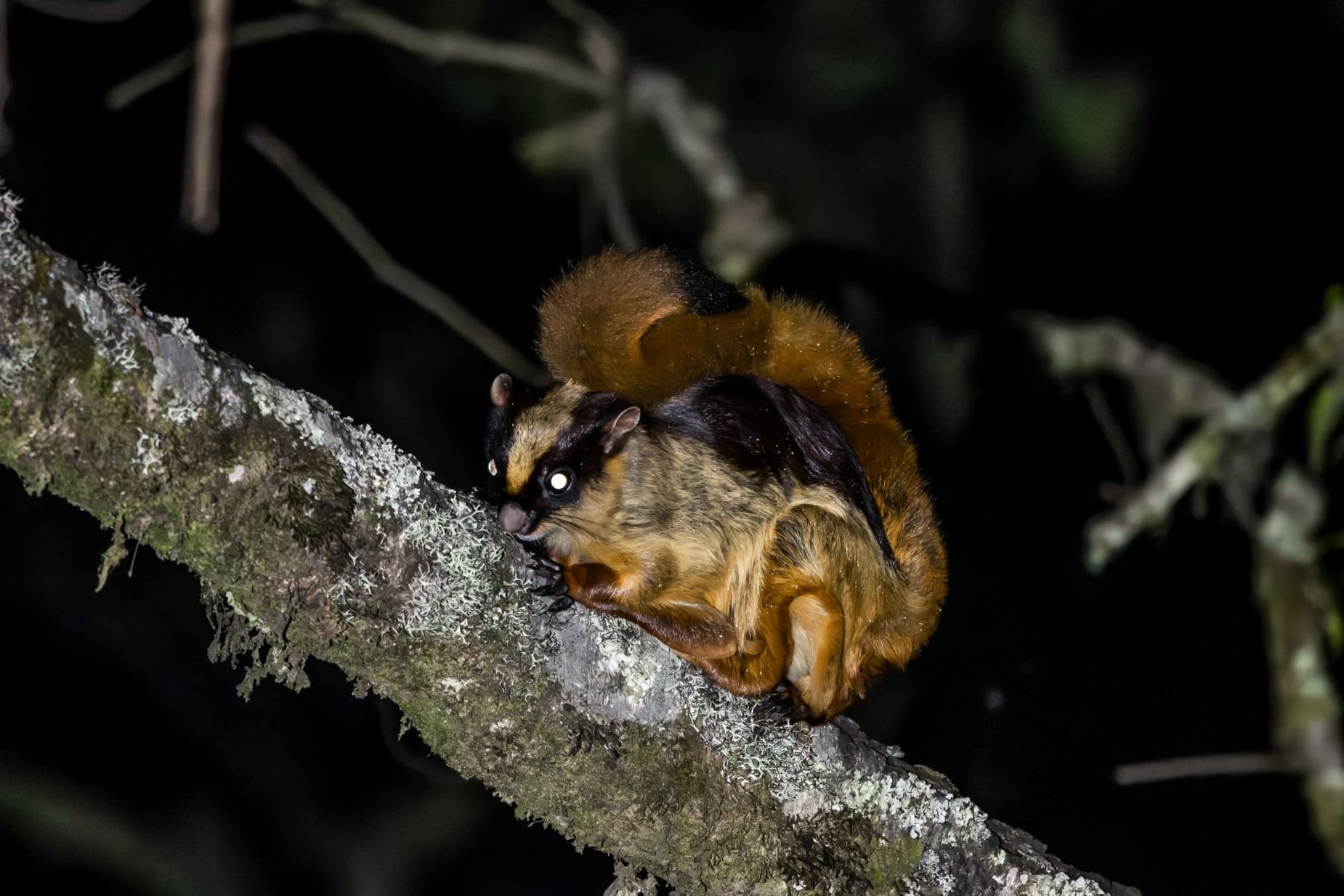Bhutan giant flying squirrel in Pangolakha, Sikkim