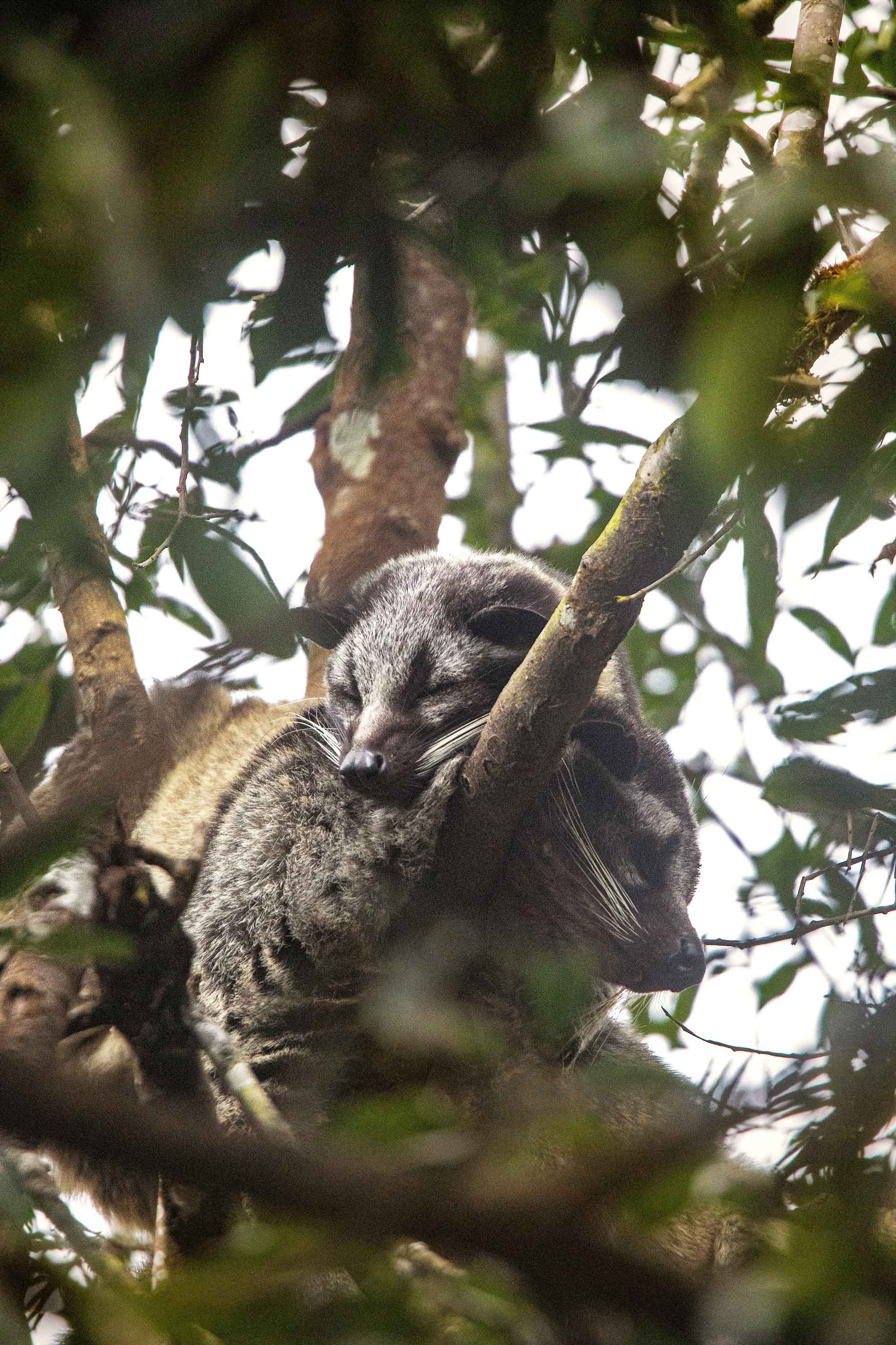 Masked palm civet  in Pangolakha, Sikkim