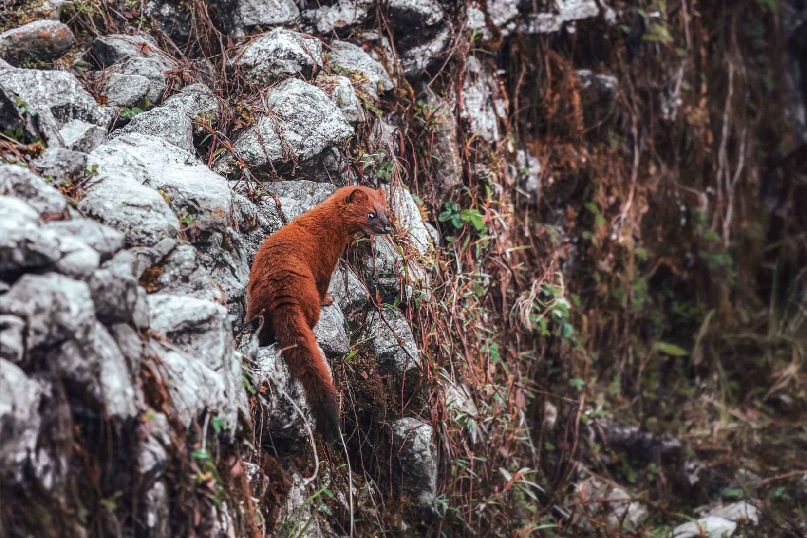 Siberian weasel in Pangolakha, Sikkim