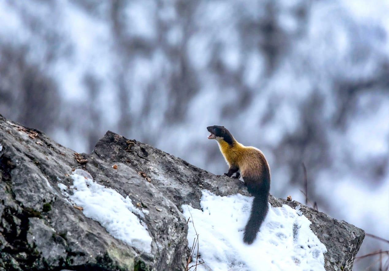 Yellow-throated marten in Pangolakha, Sikkim