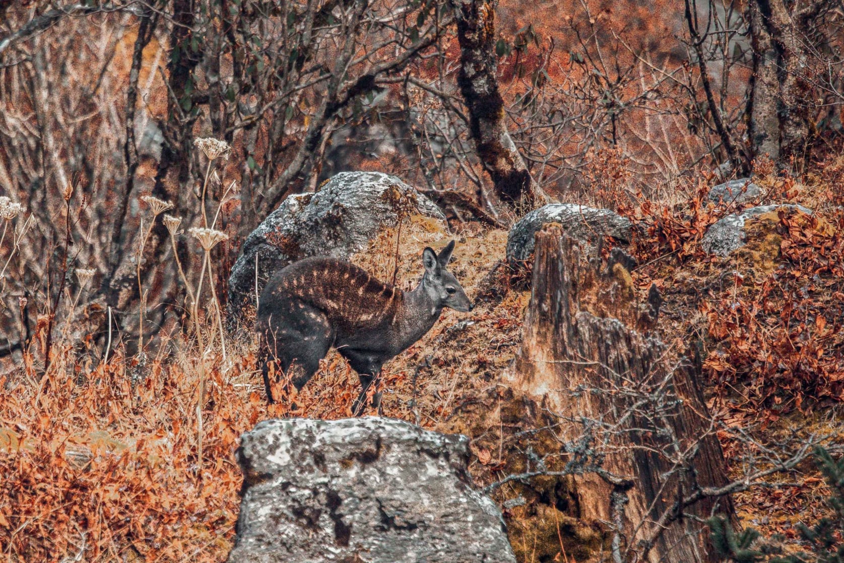 Musk deer in Pangolakha, Sikkim