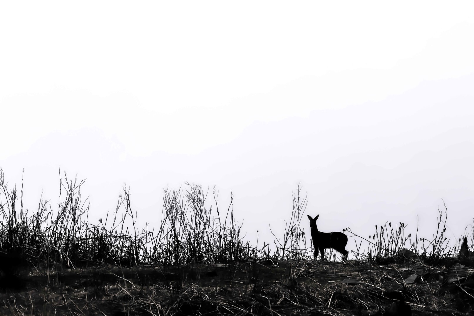 Silhouette of musk deer in Pangolakha, Sikkim