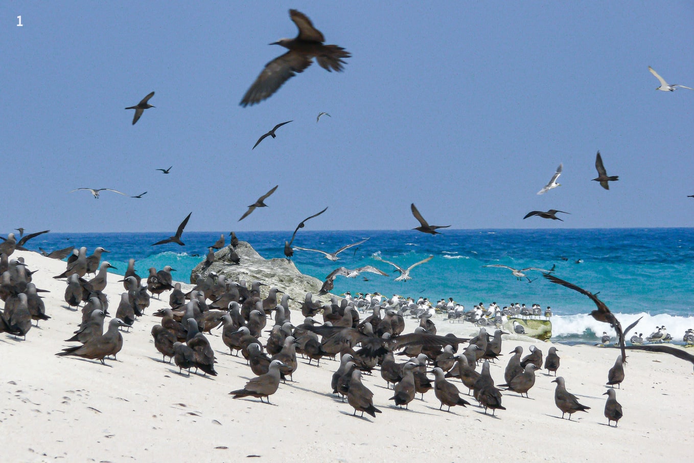 Brown noddy on Pitti Island