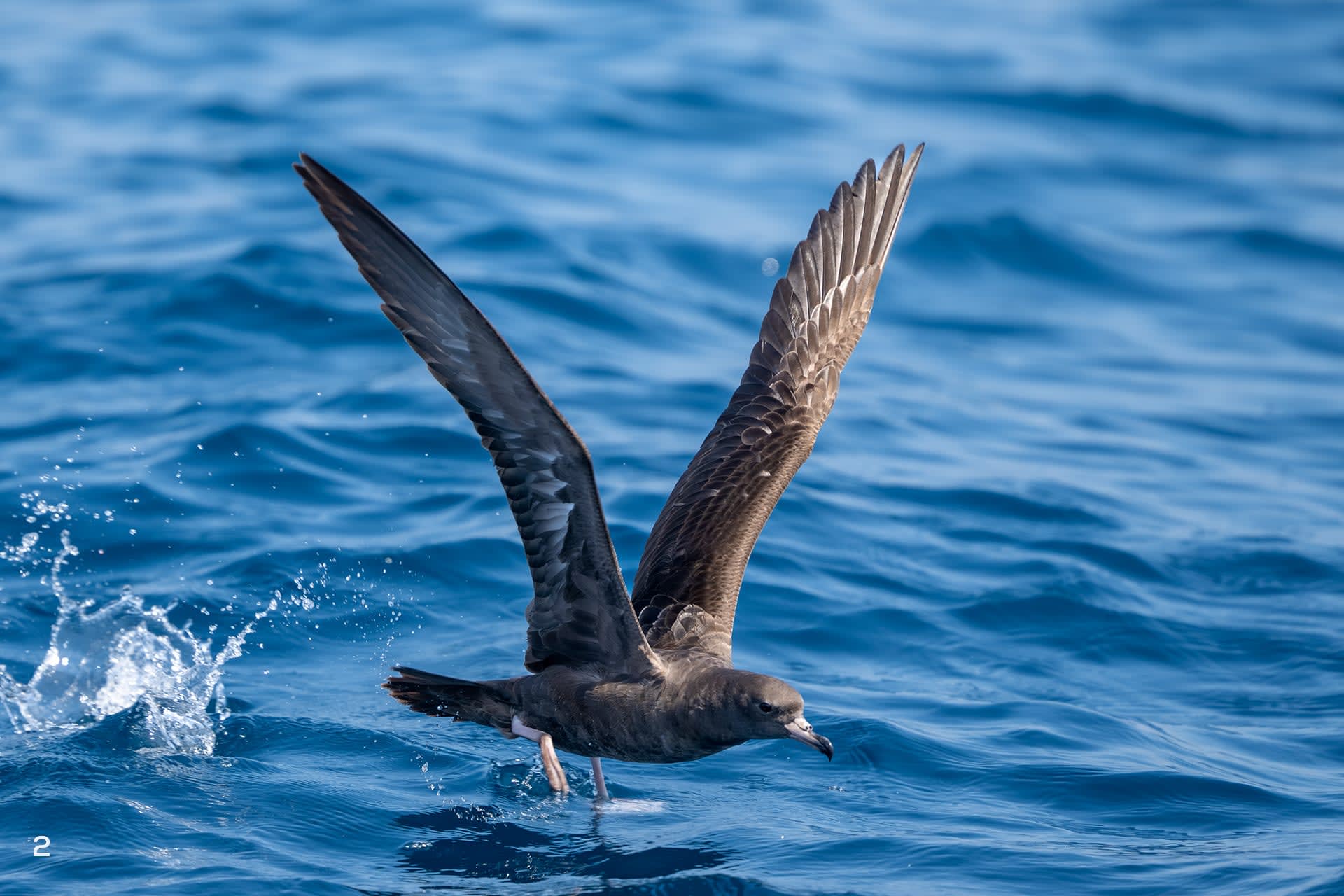 Flesh footed shearwater foraging over sea