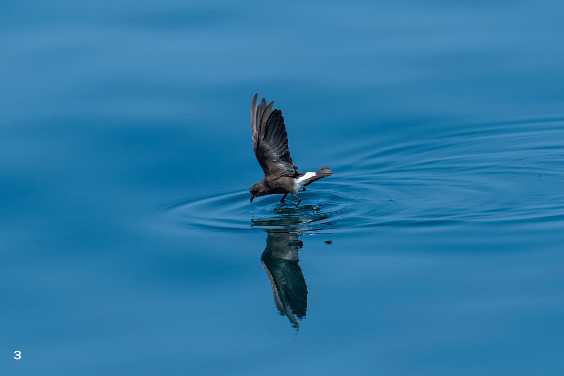 Wilson's storm petrel foraging over sea
